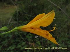 Image of Alstroemeria aurea (Alstromeria dorada/Amancay/Liuto/Rayen-cachu)